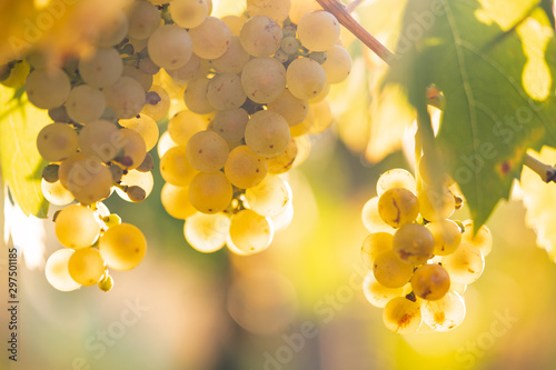 Dekoracja na wymiar  winogrona-na-tle