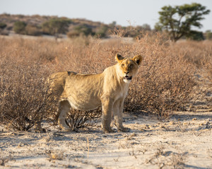 Poster - Juvenile Lion