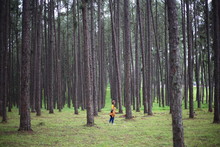 A Woman At Suan Son Bor Kaeo A Pine Forest In Chiang Mai, Thailand