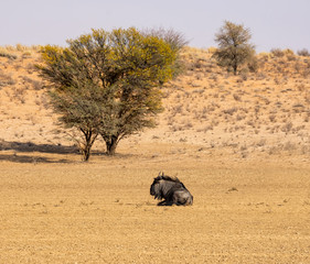 Sticker - Blue Wildebeest