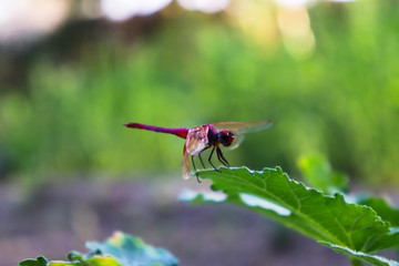 Wall Mural - Red Dragonfly on green leaf of plant in garden small insect