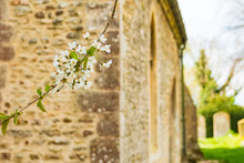  Isolated View Of Fresh Fruit Blossom Seen Within A Very Old Cemetery In Spring. The Smart, Stonework Church And Some Grave Stones Are Seen In The Background.