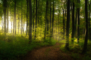 Canvas Print - Dirt road across a dreamy autumn forest, fairy tale look