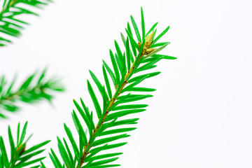  Fir tree branch isolated on a white background