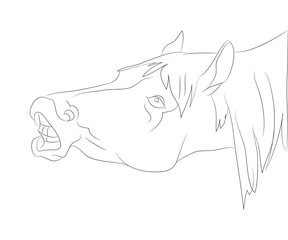 Wall Mural - horse portrait vector illustration, line drawing