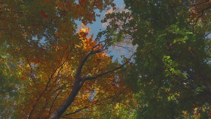 Poster - Looking up to autumn colored trees in the forest. Blue sky. Beautiful autumn day int he forest