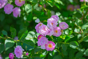 Rose flower, seven sister flower close-up, blooming outdoors in spring after the rain，Rosa multiflora Thunb. var. carnea Thory 