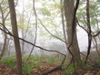 霧の漂う湖畔の森