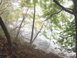 霧の漂う湖畔の森