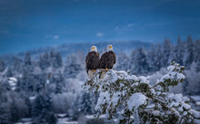 2 Bald Eagles In Love During Winter