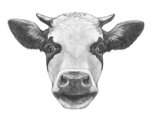 Portrait Of Cow. Hand Drawn Illustration.