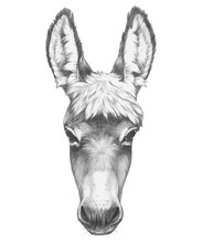 Portrait Of Donkey. Hand Drawn Illustration. Vector Isolated Elements.
