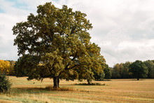 Autumn Meadow With Big Tree With Green Leaves, Branches Of An Old Oak