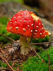 Canvas Print - Amanita muscaria - Amanita muscaria growing in the forest.