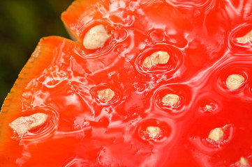 Wall Mural - Amanita muscaria - Detail top of the mushroom red toadstools after a rain.