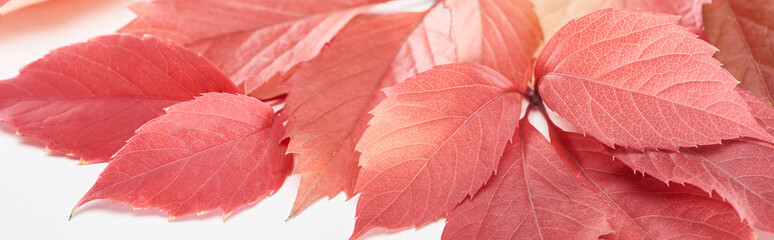 close up view of colorful autumn leaves of wild grapes on white background, panoramic shot