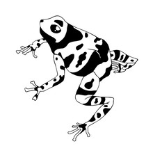 Isolated Vector Illustration Of A Tropical Poison Dart Frog. Dendrobatidae . Ranitomeya Amazonica. Flat Cartoon Style. Hand Drawn Linear Ink Sketch. Black Silhouette On White Background.
