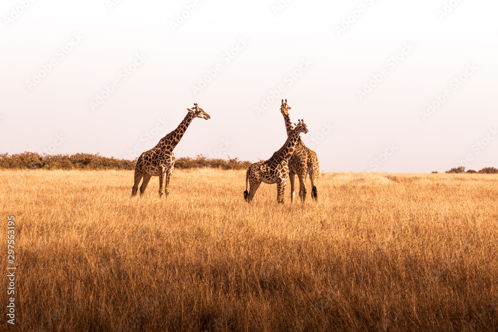 African safaris and Landscapes - obrazy, fototapety, plakaty 