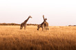 African safaris and Landscapes