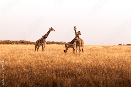 African safaris and Landscapes Wallpaper Mural