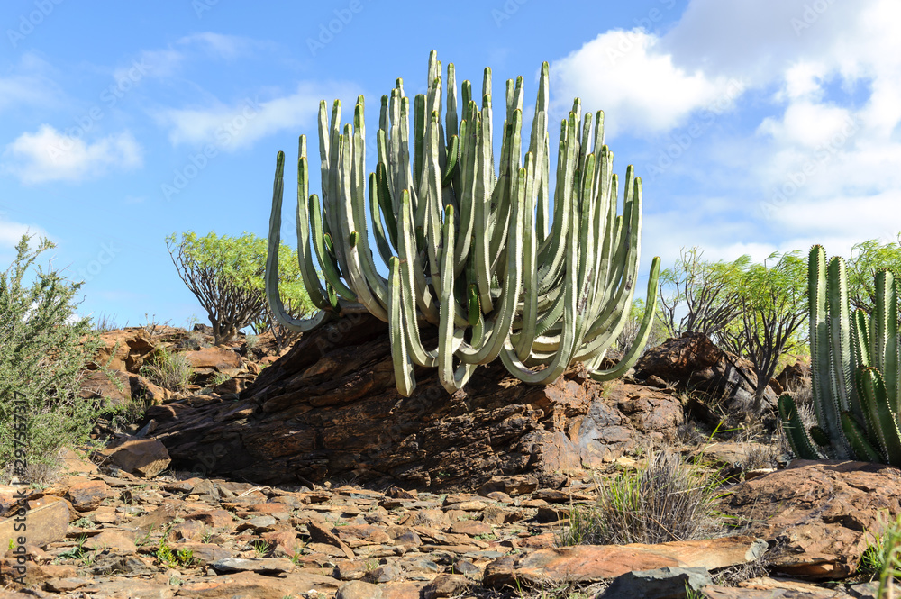 Kaktus auf Gran Canaria Stock Photo | Adobe Stock