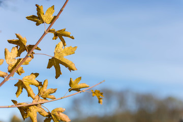 Wall Mural - autumn leaves with blue sky