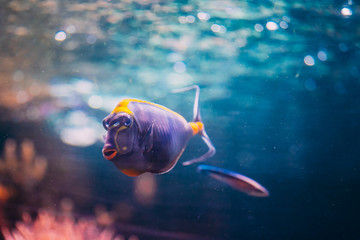 Wall Mural - Barcheek Unicornfish - Clown Tang - Masked Unicornfish Fish Naso Lituratus Swimming In Water
