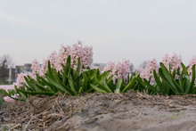 Field With Hyacinth In The Netherlands