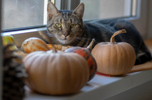 Mysterious Domestic Dark Marble Cat With Its Pumpkins Wealth On The Window Looking Out For Halloween Time