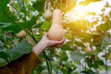 Hand Harvest Butternut Squash In The Greenhouse Plantation