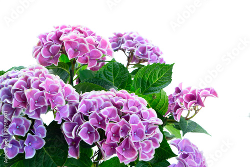 violet hortenzia flower