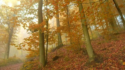 Aufkleber - Foggy morning in autumn wood. Autumn forest nature. Сamera moves up along autumn tree with orange and yellow leaves