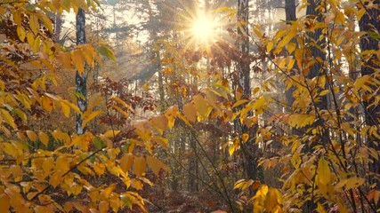 Aufkleber - Gimbal shot of beautiful sunrise in th autumn forest or park. Warm sun rays breaking through the autumn trees