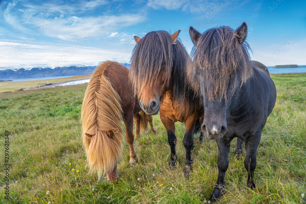 funny iceland ponies with a stylish haircut grazing on a pasture in northern Iceland - obrazy, fototapety, plakaty 