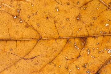 Wall Mural - macro shot of a bright orange autumn leaf with rich texture closeup. high resolution