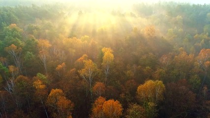 Aufkleber - Mixed european autumn forest. Flying over beautiful color autumn trees in foggy sunrise. Sun rays breaking through the trees. Aerial view