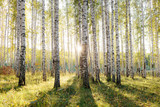 Birch tree grove in golden sunlight. Trunks with white bark and yellow leaves. Natural forest scenery in early autumn. Ural, Russia