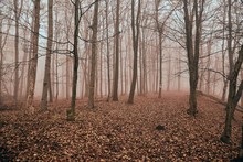 Foggy Forest In Late Autumn, Path Covered With Fallen Leaves