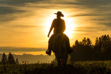 Cowboy Riding Across Grassland With Moutains Behind, Early Moring, British Colombia, B.C., Canada