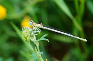 dragonfly on leaf