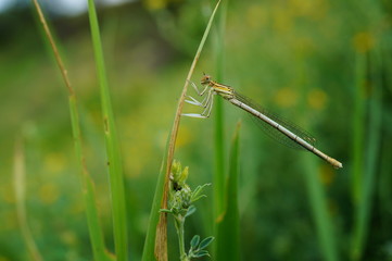 Poster - dragonfly on a blade of grass