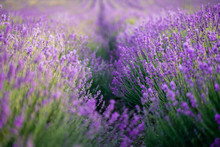 Lavender Field On A Sunny Day, Lavender Bushes In Rows