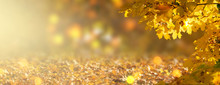 Decorative Autumn Banner Decorated With Branches With Fall Golden Yellow Maple Leaves On Background Of Orange Autumnal Foliage And Shiny Glowing Bokeh, Place For Your Text, Indian Summer In Park