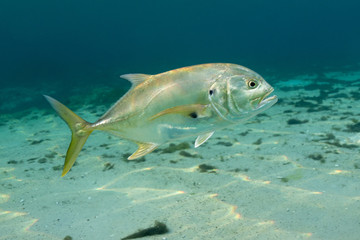 Wall Mural - Close up shot of a wild Crevalle Jack (Caranx hippos) as it circled close to the camera. Also known as Common Jacks, these fish are fast, agile predators, feeding on other, smaller fish.