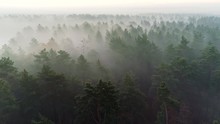 Flying Over Deep Fog Forest Before Sunrise. Pine Tree In The Mist Aerial Shot. UHD, 4K