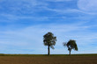 © Robert Knapp - Two apple trees standing on the horizon behind a plowed field