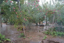 Damage Of Heavy Rain Flooding In Apple Orchard