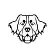 Bernese mountain dog - isolated vector illustration