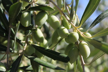 green olives on a tree