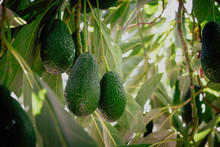 Hass Avocados Growing In The Tree. Organic Avocado Plantations In Málaga, Andalusia, Spain